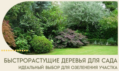 Быстрорастущие деревья для сада идеальный выбор в Братске