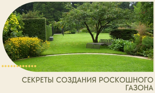 Секреты создания роскошного газона в Братске